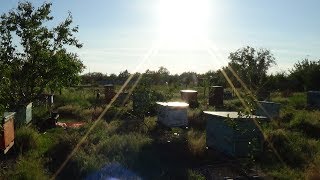 Акация и сироп - лучшие друзья в этом сезоне