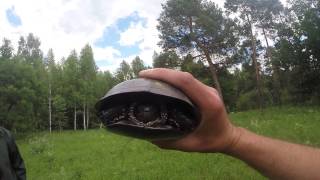 Болотная черепаха. Ольманские болота