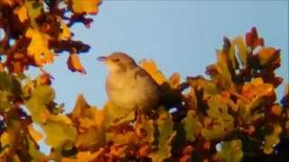 Rosenstare, Rose-coloured Starling