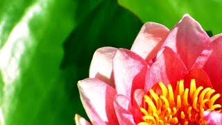 Morning Relaxing Music - Beautiful Nature and Calm Piano Music (Mia)