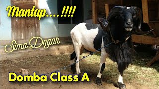 Domba Garut Class A - Koleksi Padepokan Mandala Wangi