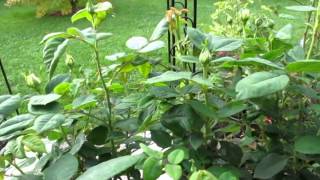Edelrose "Comtessa" (Tantau)
