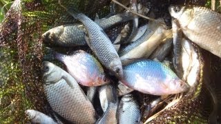 霞ヶ浦　タナゴ　釣行！