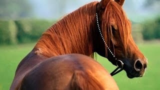 Лошади - самые красивые существа на планете!