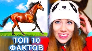 О ЛОШАДЯХ ТОП 10 ФАКТОВ ЛОШАДИ ПОНИ мустанг | Elli Di Pets