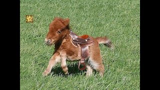 Razas de Ponis Miniatura