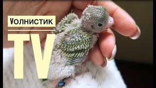 Очень милый птенец волнистого попугая. Нам 12 дней! Пух на жопе и ГЛАВНОЕ - ХВОСТ!