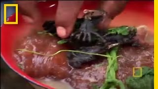 Eating Bats | National Geographic