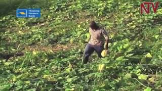 Sasakawa on agricultural extension services