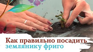Посадка земляники фриго