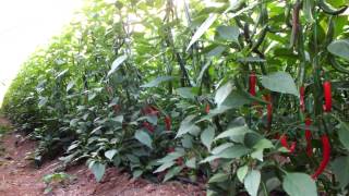 Şili Biber ''USAGRO'' gübreler kullanılmış seradan uygulama sonuçları: Kumluca ANTALYA