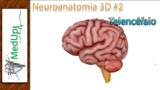 Neuroanatomia 3D #2 - Telencéfalo  (MedUp)