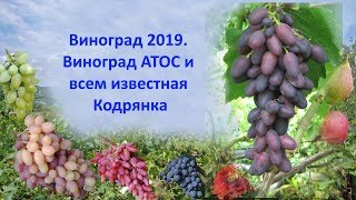 Виноград 2019. Виноград Атос и всем известная Кодрянка