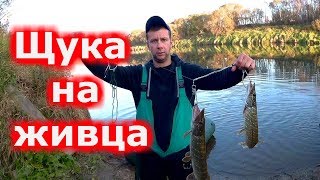 Щука на живца. Сплав по Днепру.