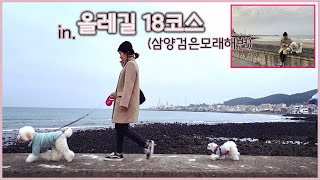 제주 강아지들의 흔한 산책길. in 올레길 18코스 / walk my dog #강아지산책#올레길#검은모래해변