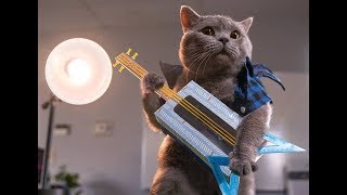 Funny Aarons Animals Video Compilation