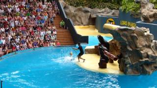 Loro Parque Sea Lion Show (1080p HD)