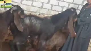 مزرعه لإنتاج الماعز القبرصي بطنطا