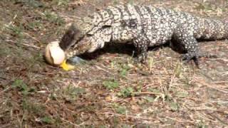 lagarto obero comiendo huevo