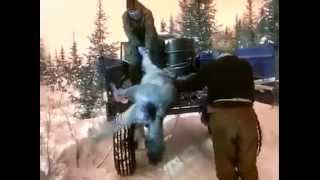 Полярного волка поймали на капкан/Polar wolf caught in hunt trap