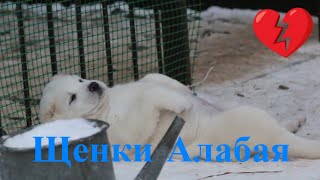 ЩЕНКИ? АЛАБАЯ? ГОД СПУСТЯ