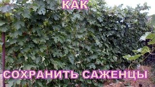 ВИНОГРАД КАК СОХРАНИТЬ САЖЕНЦЫ