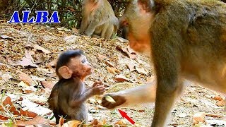 GOOD DAUGHTER RISK TO HAND ASKING FOOD FROM MOM ALBA | ALBA  IS A SMART GIRL
