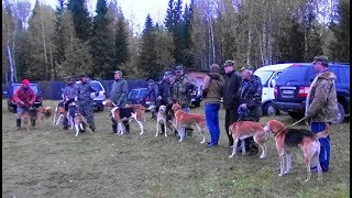 Кировские Межрегиональные открытые личные состязания гончих собак "Радуга голосов - 2017".