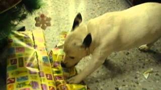 Dia de Reyes 2012. Petete abre sus regalos