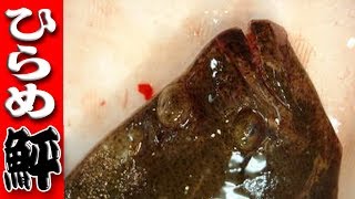 ひらめのさばき方#１（五枚おろし）flatfish