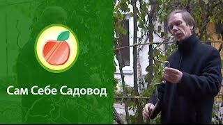 Лещина Конторта (Corylus Contorta)