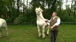Tamme Hanken ( Jumper beim Decken )