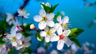 Morning Relaxing Music - Piano Music, Positive Music, Study Music (Madison)