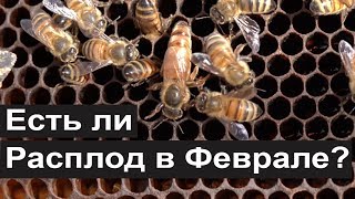 Пасека #103 Есть ли Расплод в Феврале? Пчеловодство для начинающих\ зимовка пчел