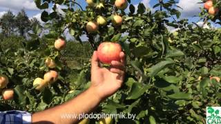 Яблоня сорт Юбиляр.