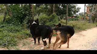 Amazing Single Dogs Breeding In My Country How Dogs Breed In Cambodia