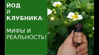 ЙОД: КЛУБНИКА обработка! МИФЫ И РЕАЛЬНОСТЬ!