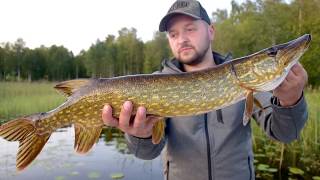 ATAK SZCZUPAKA NA PRZYNĘTĘ POWIERZCHNIOWĄ [FISKETURSZWECJA] SKUTECZNY ODCZEPIACZ DO PRZYNĘT ZA 50 ZŁ