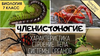 Тип Членистоногие. Биология 7 класс. Характеристика, строение тела. Классы ракообразные, насекомые..
