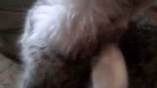 кот чешется!!!!