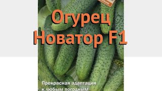 Огурец обыкновенный Новатор F1 (novator f1) ? Новатор F1 обзор: как сажать, семена огурца Новатор F1