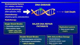 PARP Inhibition in Breast Cancer Part 1 of 2