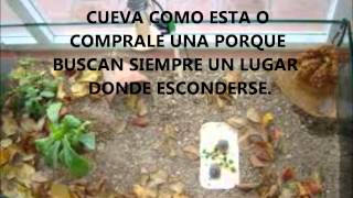 Como hacer un terrario de tortugas de tierra.