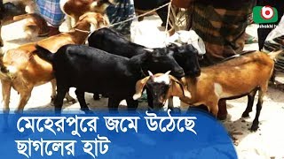 মেহেরপুরে জমে উঠেছে ছাগলের হাট | Meherpur Goats Hat | Latest News