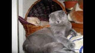 Тимур Шаов. Кошачий блюз