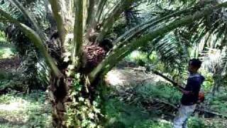 Ckat Advanced II - Harvesting Palm Oil Fruit