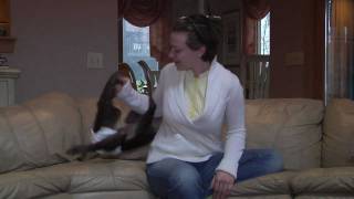 A monkey is a lousy pet, but still part of family