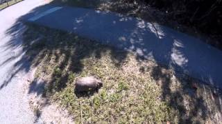 RV Lady Season 4 Episode 37 Don't Run Over The Tortoise! 2.17.16