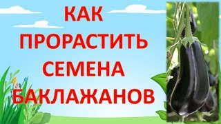 КАК ПРОРАСТИТЬ СЕМЕНА БАКЛАЖАНОВ. Как выращивать баклажаны рассадой.