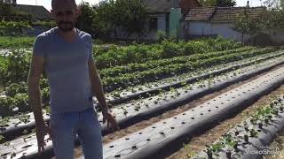 Посадка клубники в Крыму .Купчиха,Кабрилла,Альба,Альбион